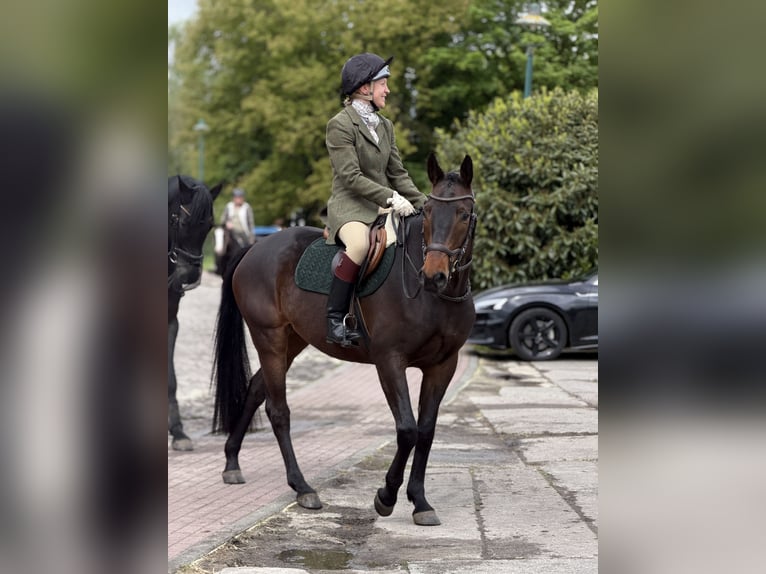 Trakehner Hongre 5 Ans 161 cm Bai brun foncé in Aulosen