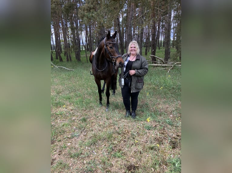 Trakehner Hongre 5 Ans 161 cm Bai brun foncé in Aulosen