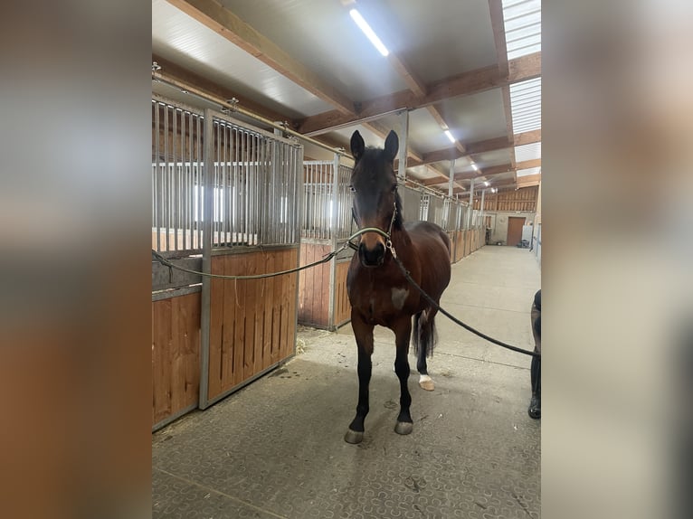 Trakehner Hongre 5 Ans 162 cm Bai in Horn