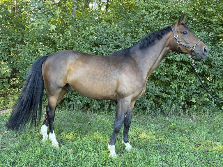 Trakehner Hongre 5 Ans 163 cm Bai in Neuhofen An Der Ybbs