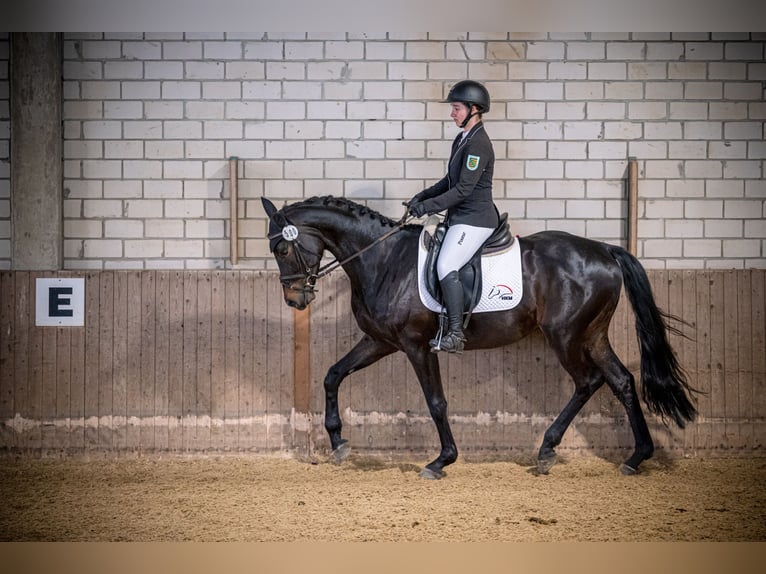 Trakehner Hongre 5 Ans 164 cm Bai brun foncé in Warendorf