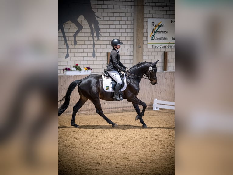 Trakehner Hongre 5 Ans 164 cm Bai brun foncé in Warendorf