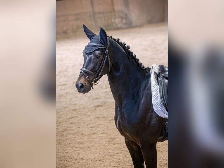 Trakehner Hongre 5 Ans 164 cm Bai brun foncé in Warendorf