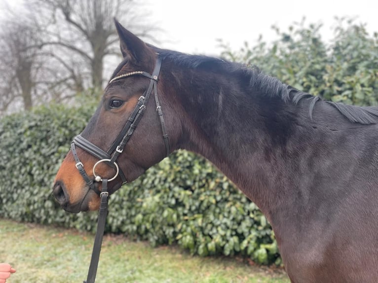 Trakehner Hongre 5 Ans 164 cm Bai in Heidekrug