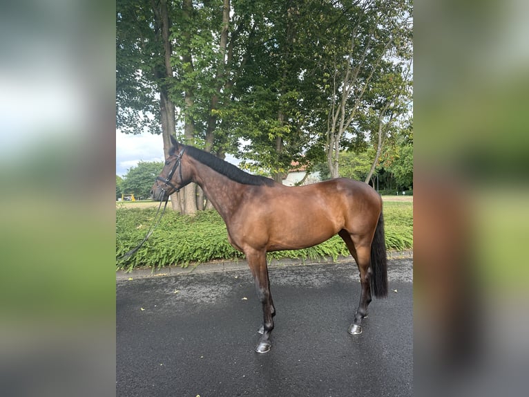 Trakehner Hongre 5 Ans 166 cm Bai brun in Warendorf