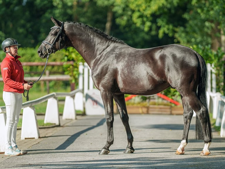 Trakehner Hongre 5 Ans 166 cm Bai brun foncé in Münster