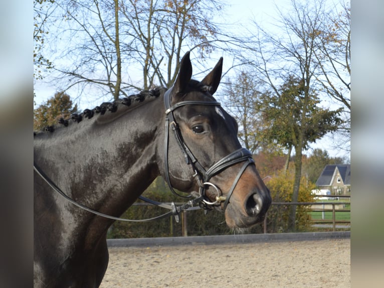 Trakehner Hongre 5 Ans 167 cm Bai brun in Vechta