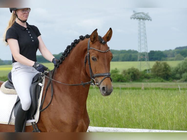 Trakehner Hongre 5 Ans 167 cm Bai in Ganschow