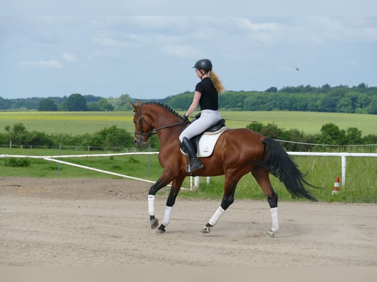 Trakehner Hongre 5 Ans 167 cm Bai in Ganschow