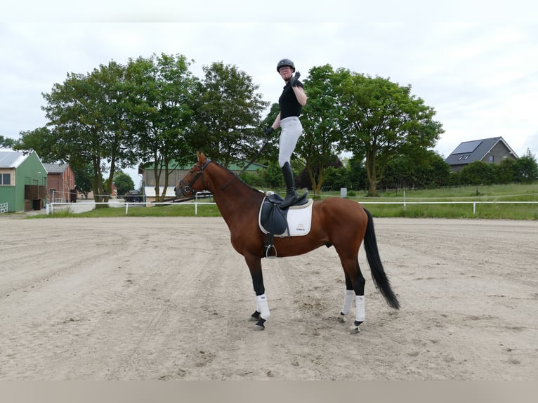 Trakehner Hongre 5 Ans 167 cm Bai in Ganschow