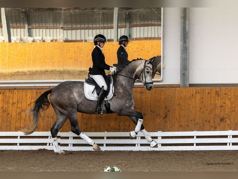 Trakehner Hongre 5 Ans 167 cm Gris in Schlieckau
