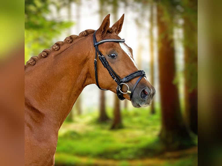 Trakehner Hongre 5 Ans 168 cm Alezan in Langenenslingen