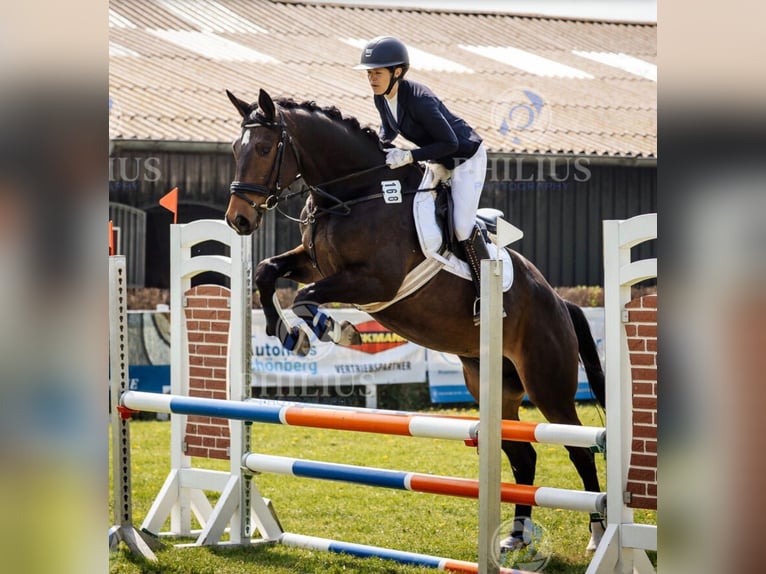 Trakehner Hongre 5 Ans 168 cm Bai brun in Ahrensbök
