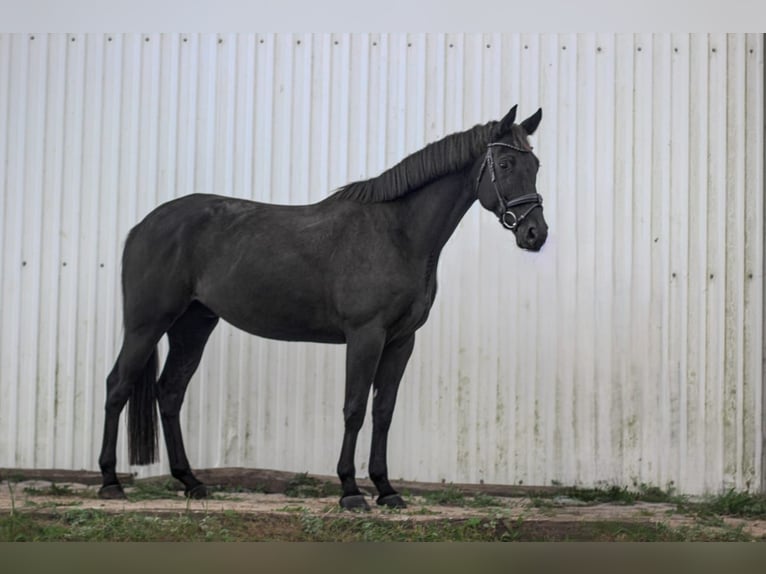 Trakehner Hongre 5 Ans 168 cm Noir in Olsztyn