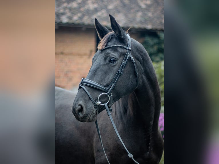 Trakehner Hongre 5 Ans 168 cm Noir in Olsztyn