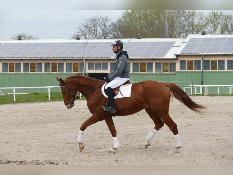 Trakehner Hongre 5 Ans 169 cm Alezan in Ganschow