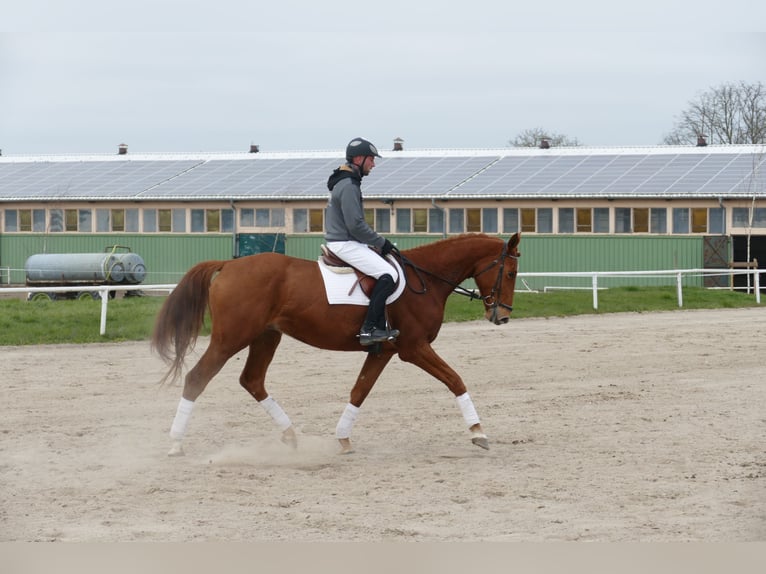Trakehner Hongre 5 Ans 169 cm Alezan in Ganschow