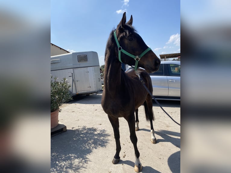 Trakehner Hongre 5 Ans 169 cm Bai in Möckern