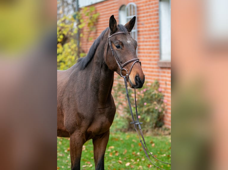 Trakehner Hongre 5 Ans 170 cm Bai in Lübeck