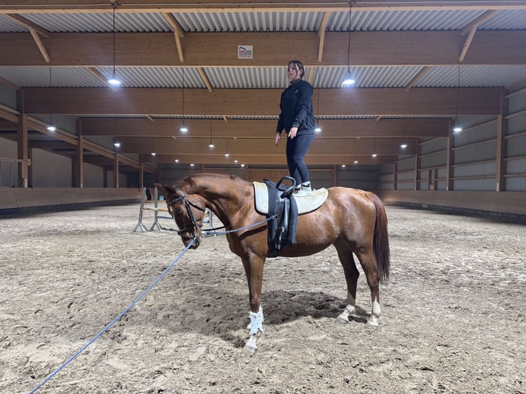 Trakehner Hongre 5 Ans 172 cm Alezan brûlé in Ganschow