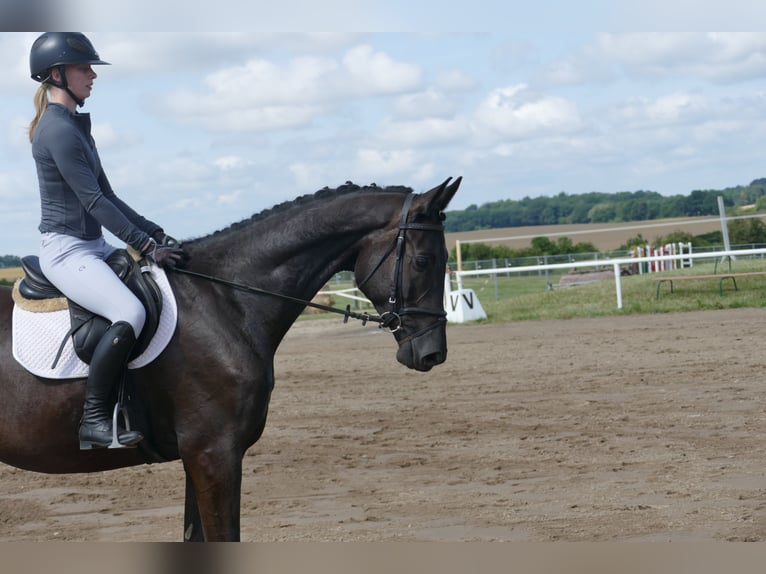 Trakehner Hongre 5 Ans 173 cm Noir in Ganschow