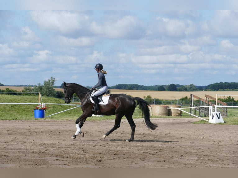 Trakehner Hongre 5 Ans 173 cm Noir in Ganschow