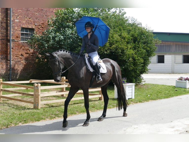 Trakehner Hongre 5 Ans 173 cm Noir in Ganschow