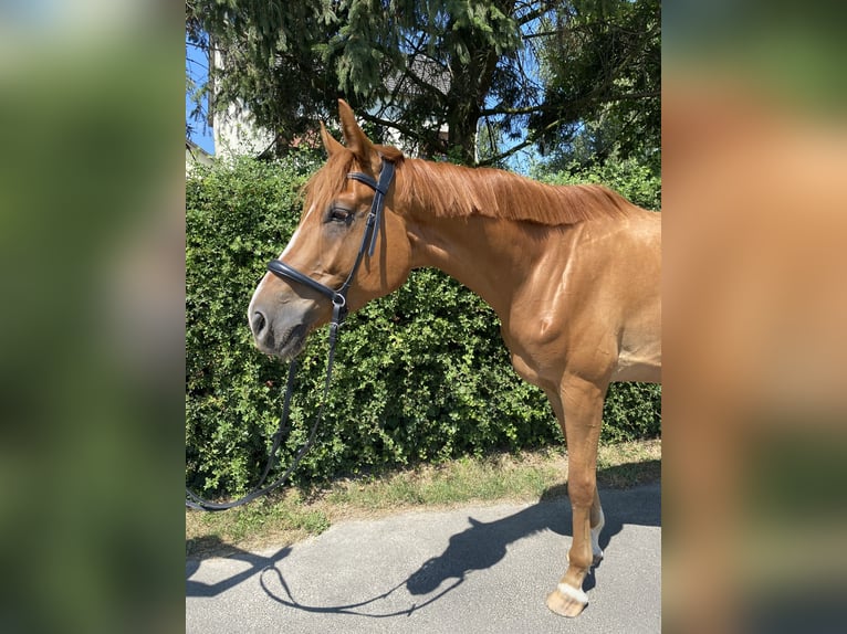Trakehner Hongre 5 Ans 175 cm Alezan in Kamen