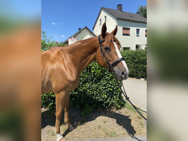 Trakehner Hongre 5 Ans 175 cm Alezan in Kamen
