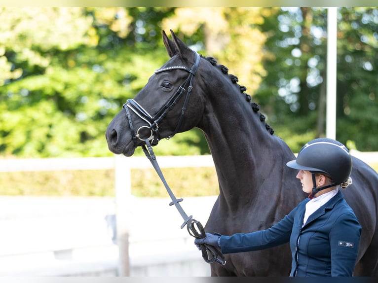 Trakehner Hongre 5 Ans 175 cm Noir in Neumünster