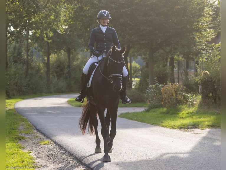 Trakehner Hongre 5 Ans 175 cm Noir in Neumünster