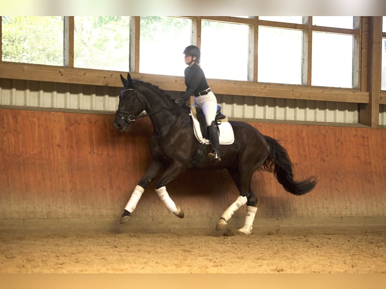 Trakehner Hongre 5 Ans 176 cm Bai brun foncé in Hamburg