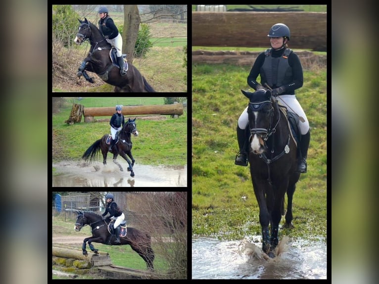 Trakehner Hongre 5 Ans Bai brun in Uslar