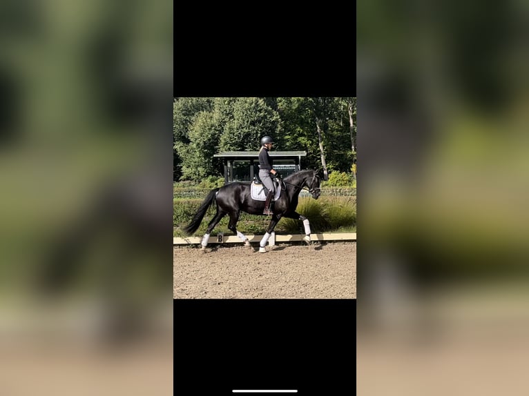 Trakehner Hongre 6 Ans 162 cm Noir in Darmstadt