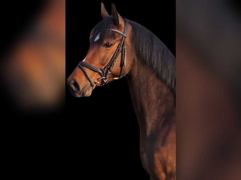 Trakehner Hongre 6 Ans 164 cm Bai in Celle