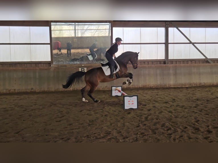 Trakehner Hongre 6 Ans 164 cm Bai in Celle
