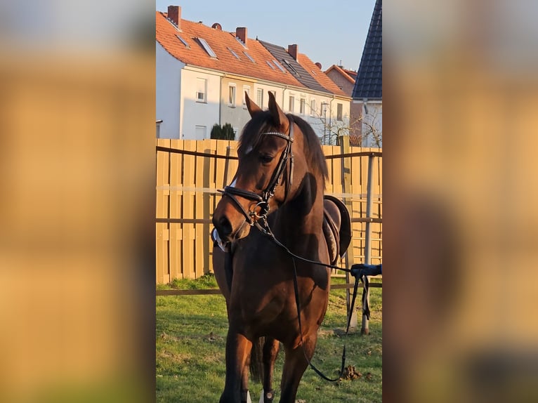 Trakehner Hongre 6 Ans 164 cm Bai in Celle
