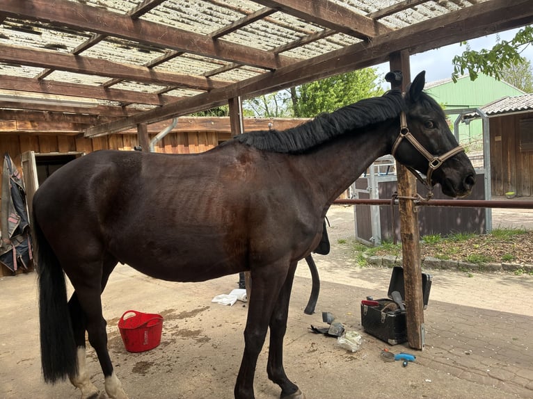 Trakehner Croisé Hongre 6 Ans 164 cm Noir in Hannover
