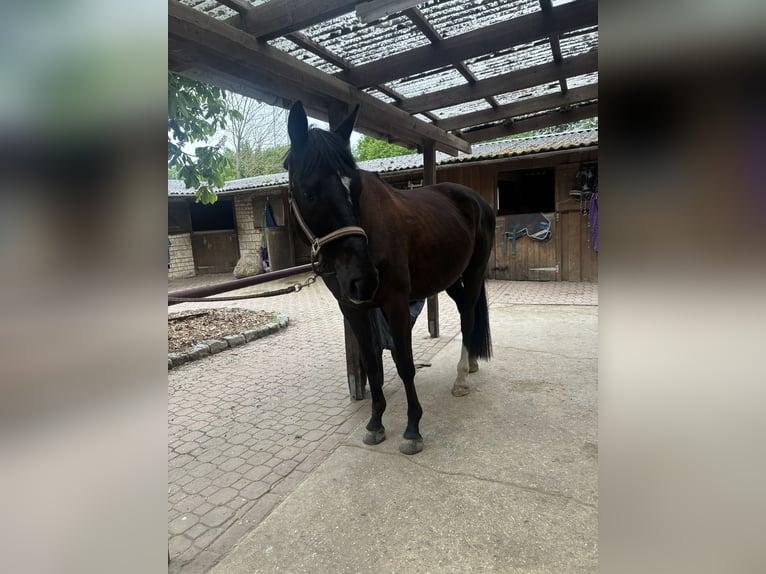 Trakehner Croisé Hongre 6 Ans 164 cm Noir in Hannover