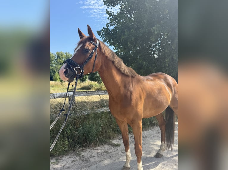 Trakehner Hongre 6 Ans 166 cm Alezan in Neuenhagen bei Berlin