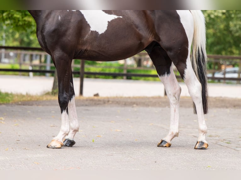 Trakehner Hongre 6 Ans 166 cm  in Kaulille