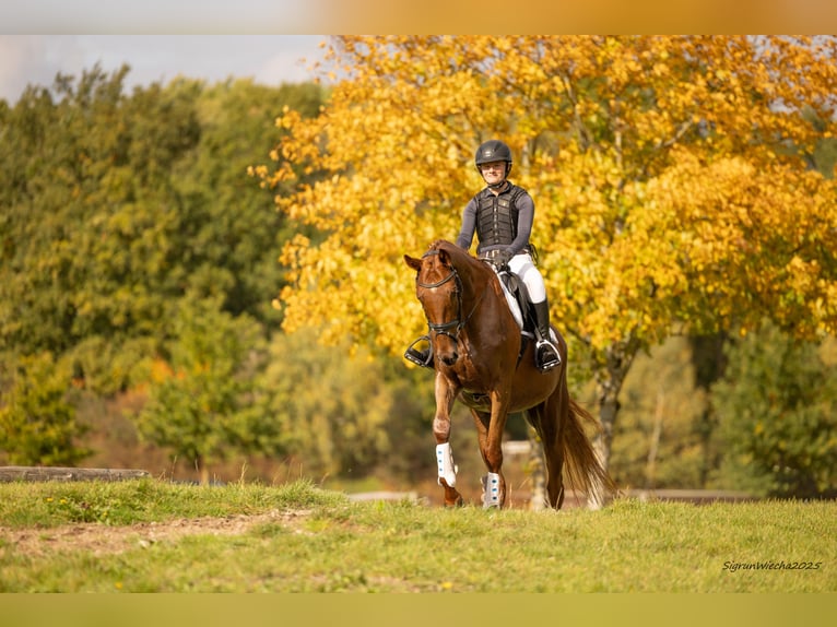 Trakehner Hongre 6 Ans 167 cm Alezan brûlé in Heidekrug