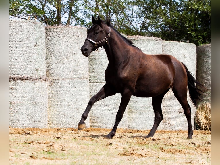 Trakehner Hongre 6 Ans 167 cm Bai brun foncé in Dorsten