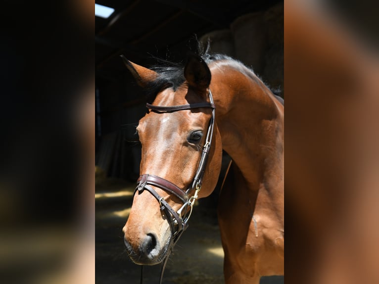 Trakehner Hongre 6 Ans 167 cm Bai in Geilenkirchen