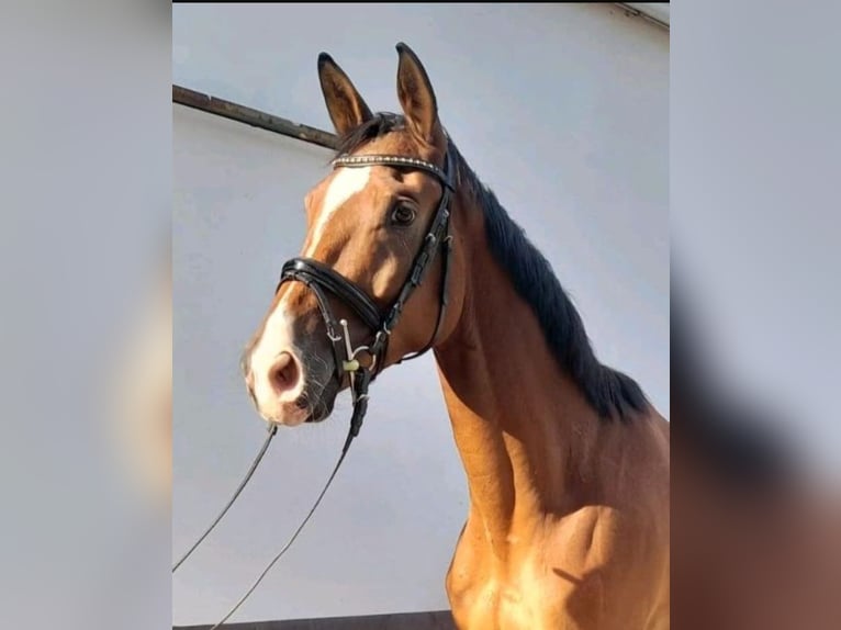 Trakehner Hongre 6 Ans 168 cm Bai in Dinslaken