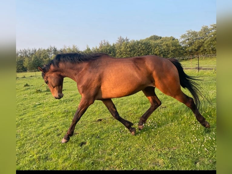 Trakehner Hongre 6 Ans 170 cm Bai brun in Flensburg