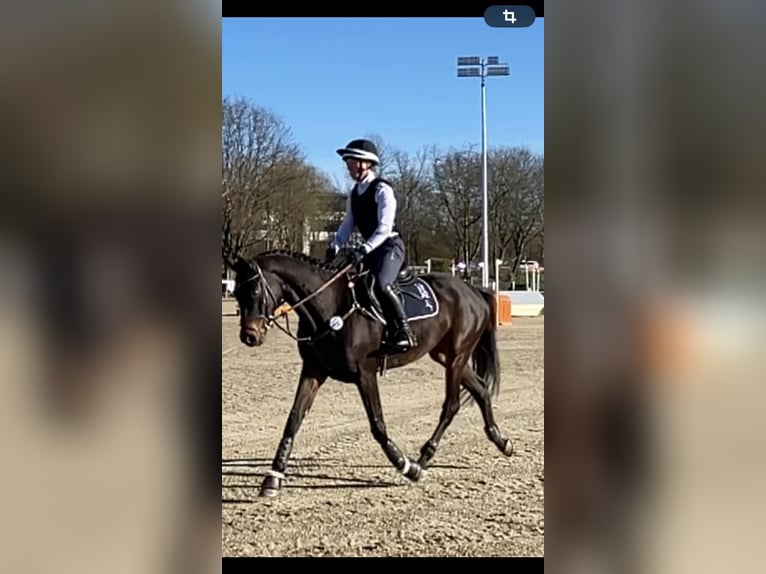 Trakehner Hongre 6 Ans 171 cm Bai brun in Warendorf