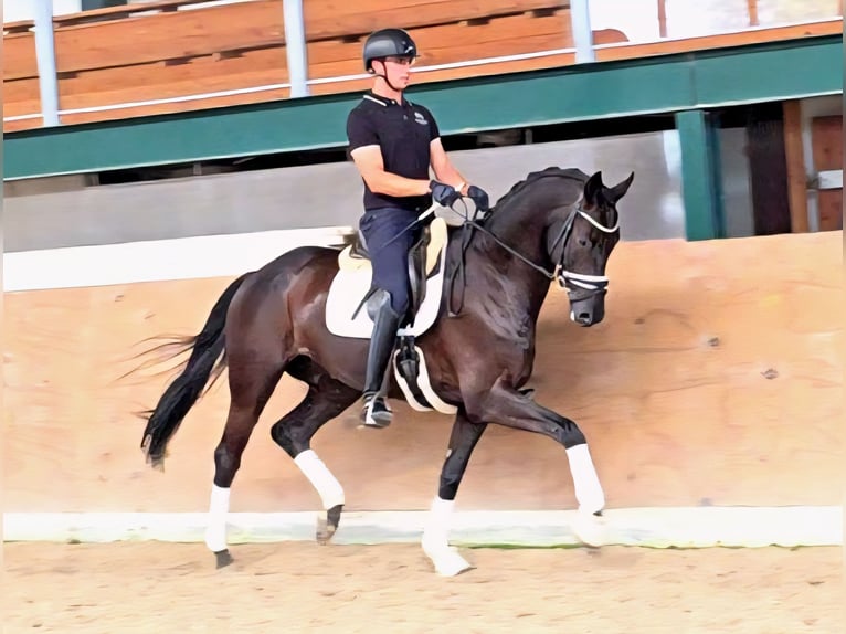 Trakehner Hongre 6 Ans 172 cm Bai brun foncé in Cremlingen