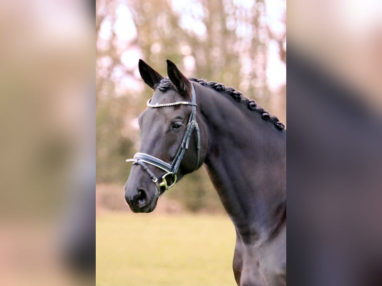 Trakehner Hongre 6 Ans 173 cm Bai brun foncé in Lienen