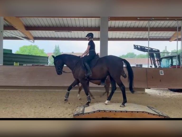 Trakehner Hongre 6 Ans 178 cm Noir in Tacherting
